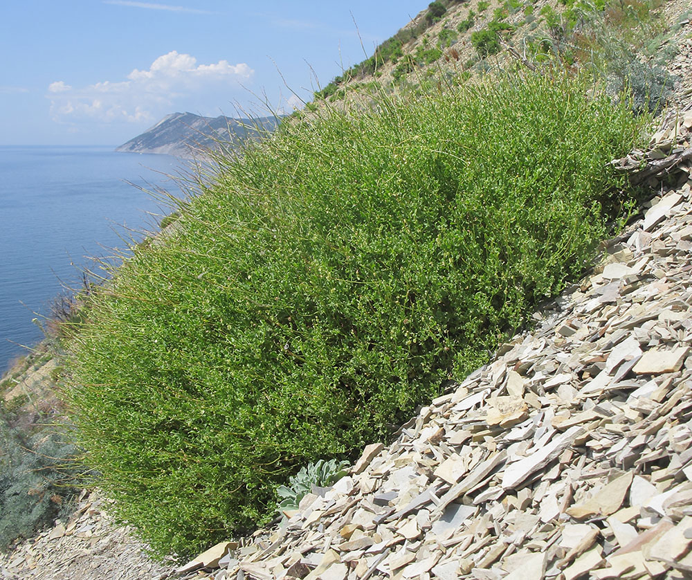 Изображение особи Rumex hastifolius.