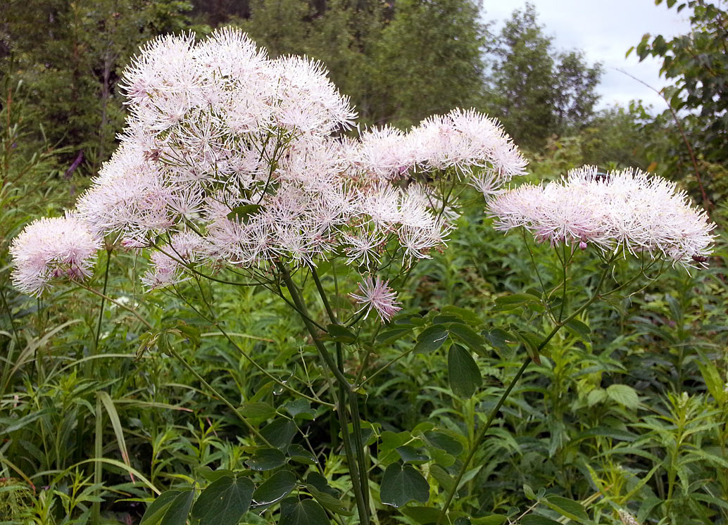 Image of Thalictrum aquilegiifolium specimen.