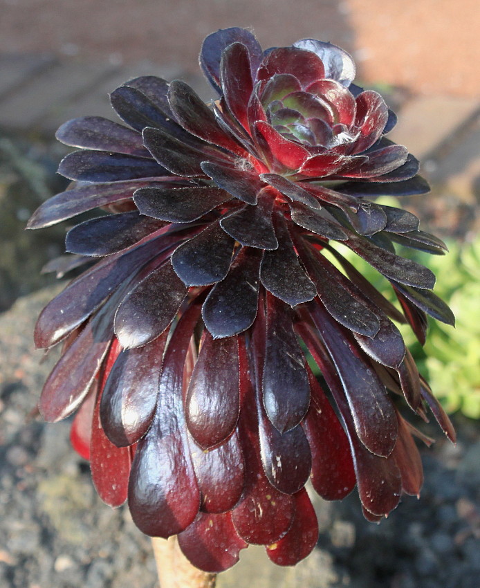 Image of Aeonium arboreum var. atropurpureum specimen.