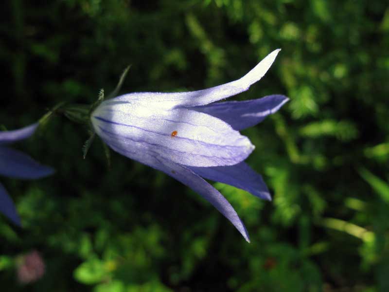 Image of Campanula turczaninovii specimen.