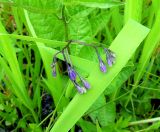 Solanum kitagawae