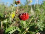 Fragaria campestris