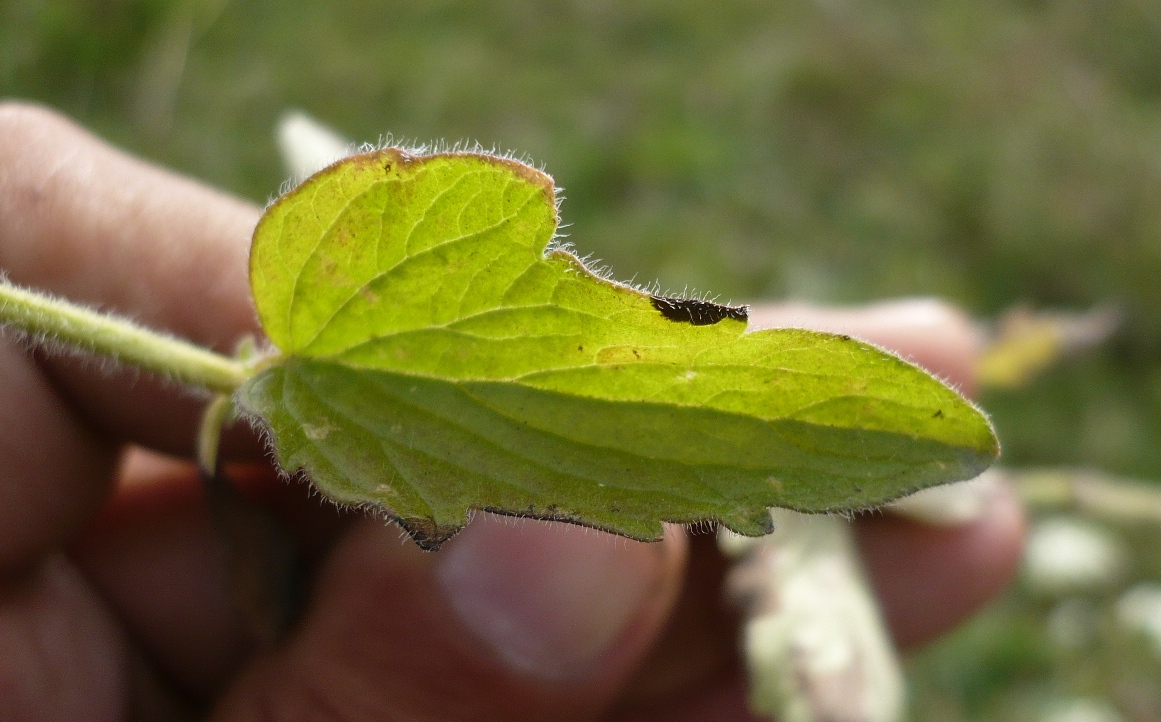 Image of Schizonepeta multifida specimen.