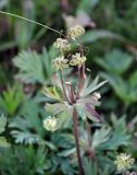 Anemonastrum biarmiense