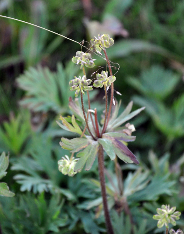 Image of Anemonastrum biarmiense specimen.