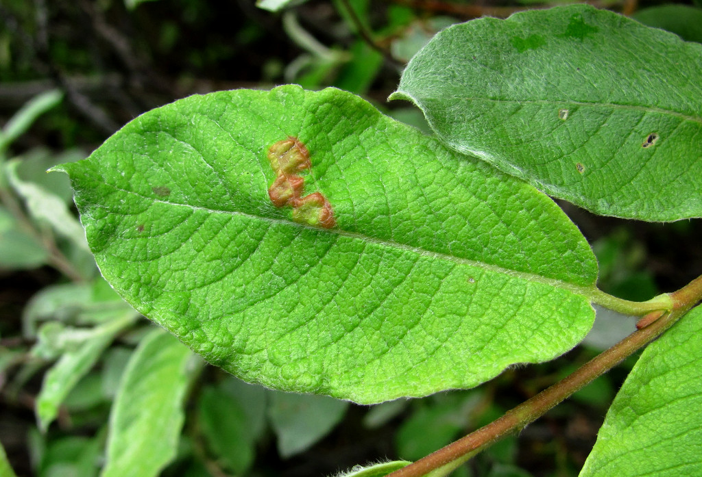 Изображение особи Salix lapponum.