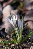 Colchicum kesselringii. Цветущее растение. Южный Казахстан, левобережье Сыр-Дарьи выше Сюткента. 28.03.2014.