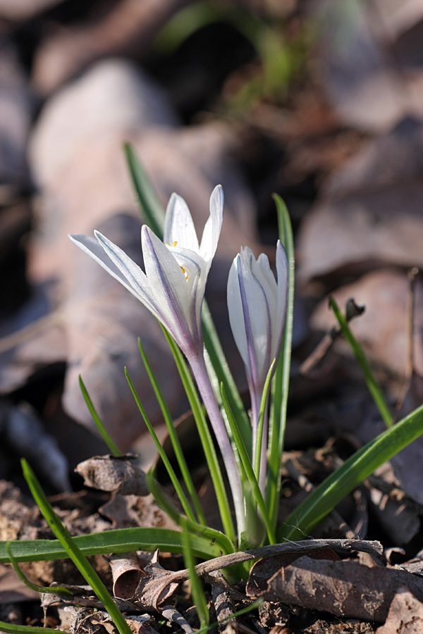 Изображение особи Colchicum kesselringii.