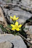 Anemone petiolulosa