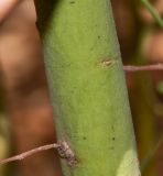 Acacia salicina. Часть ствола молодого растения. Израиль, центральная Арава, пос. Сапир, парк. 26.10.2014.