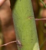 Acacia salicina