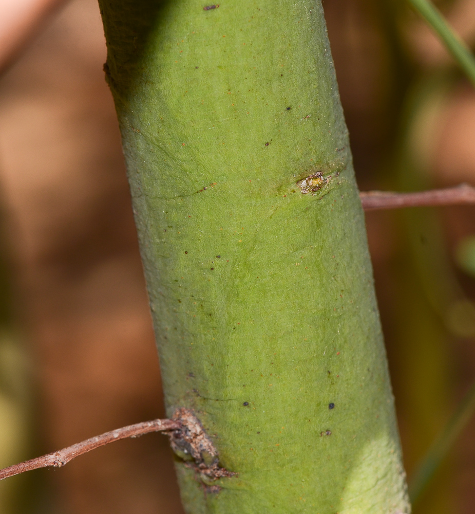 Изображение особи Acacia salicina.