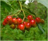 Viburnum opulus