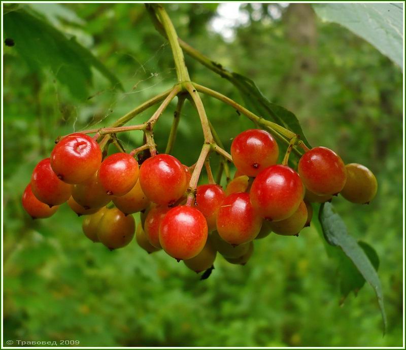 Image of Viburnum opulus specimen.