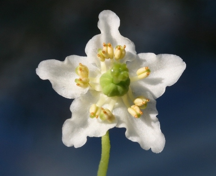 Image of Moneses uniflora specimen.