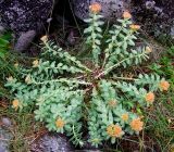 Rhodiola rosea. Плодоносящее растение на супралиторали. Кольский п-ов, Восточный Мурман, губа Ярнышная. 31.08.2009.