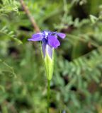 Gentianopsis barbata