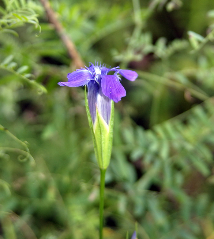 Image of Gentianopsis barbata specimen.