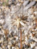 Crepis rhoeadifolia