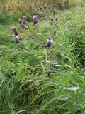 Cirsium setosum. Цветущие растения в разнотравье на обочине дороги. Кольский полуостров, Североморский р-н, пос. Росляково. 13.09.2009.