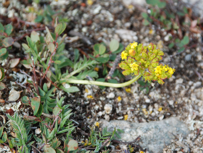 Image of Patrinia sibirica specimen.