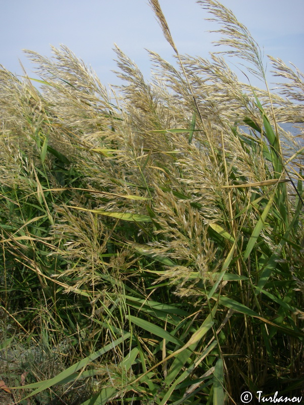 Изображение особи Phragmites australis.