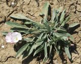Convolvulus lineatus. Цветущее растение у дороги. Крым, юг Арабатской стрелки, середина июля.