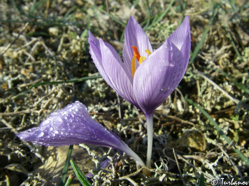 Image of Crocus pallasii specimen.