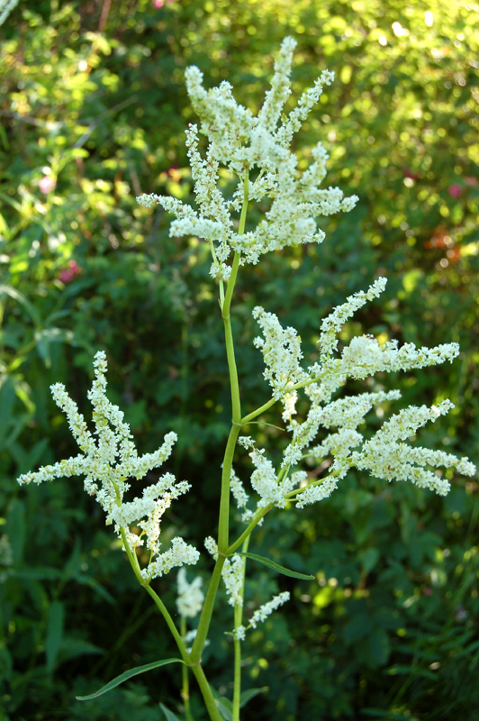 Изображение особи Aconogonon alpinum.