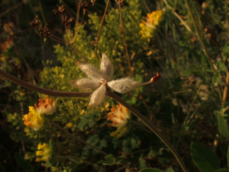 Изображение особи Anthyllis macrocephala.