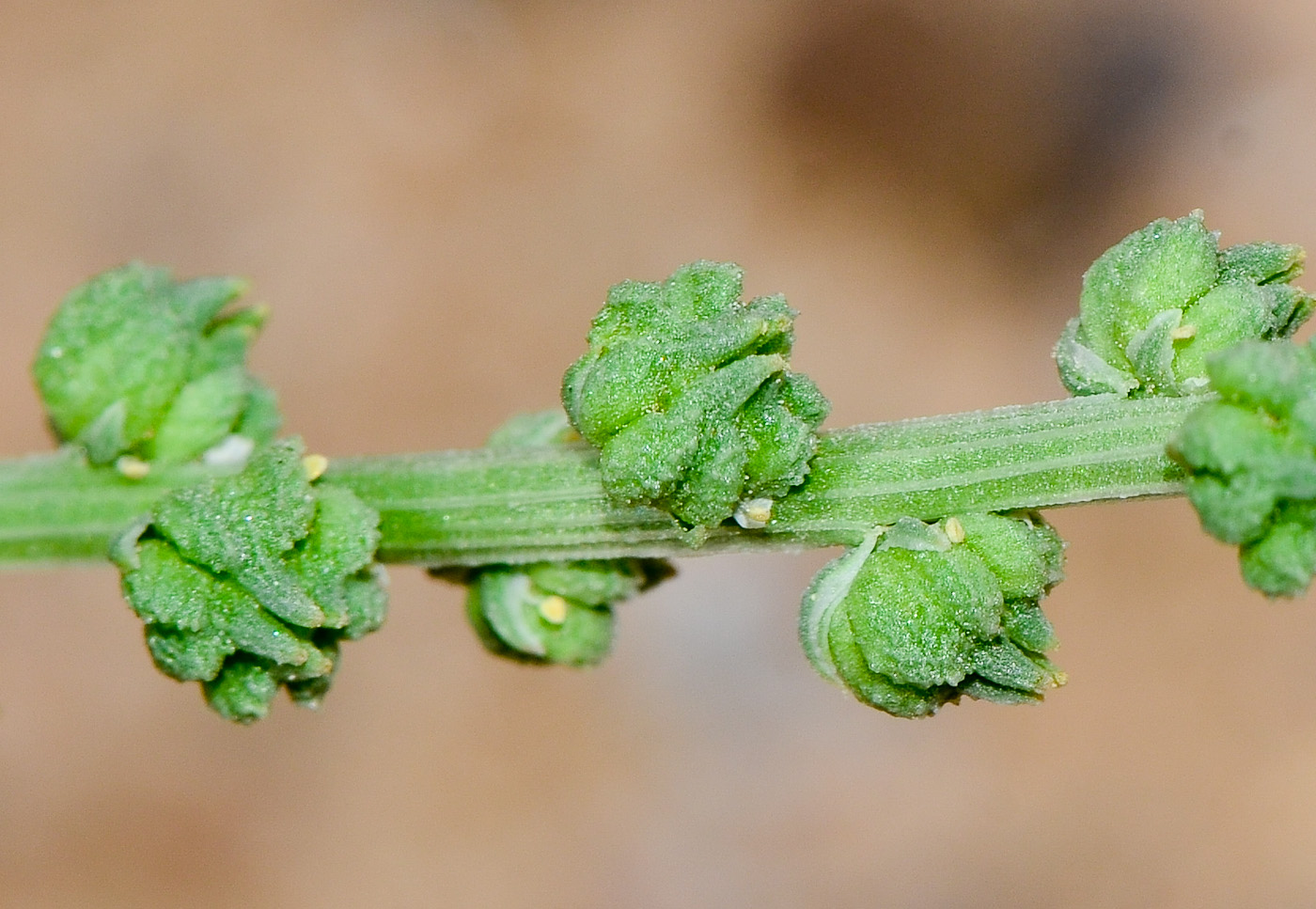 Изображение особи Oligomeris linifolia.