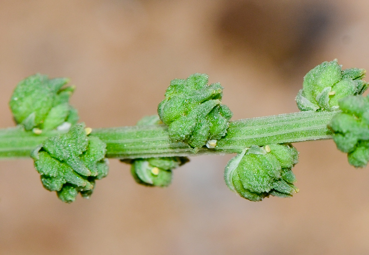 Image of Oligomeris linifolia specimen.