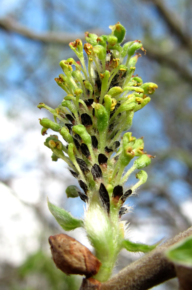 Image of Salix cinerea specimen.