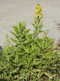 Dittrichia viscosa