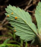 Potentilla micrantha. Листочек, поражённый ржавчинным грибом Phragmidium potentillae (Pers.) P. Karst. (вид снизу). Краснодарский край, Сочи, окр. Адлера, у дороги. 15.02.2015.