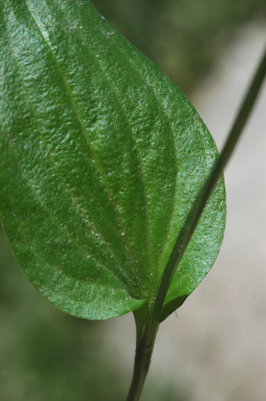 Image of Parnassia laxmannii specimen.