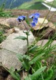 Myosotis alpestris. Верхушка цветущего побега. Краснодарский край, хр. Аибга, ≈ 2500 м н.у.м., каменистое место. 02.07.2015.