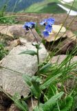 Myosotis alpestris