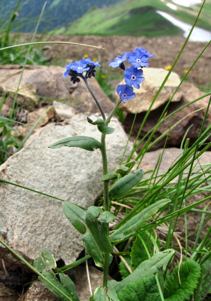 Изображение особи Myosotis alpestris.