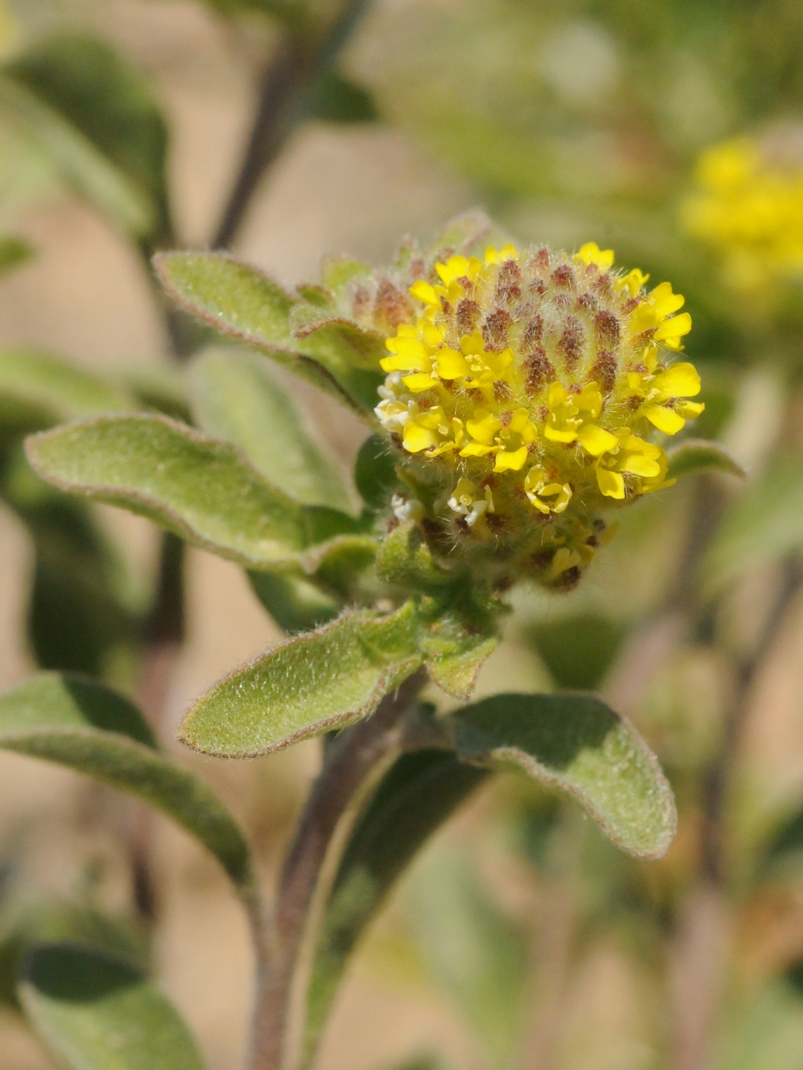 Image of Alyssum dasycarpum specimen.