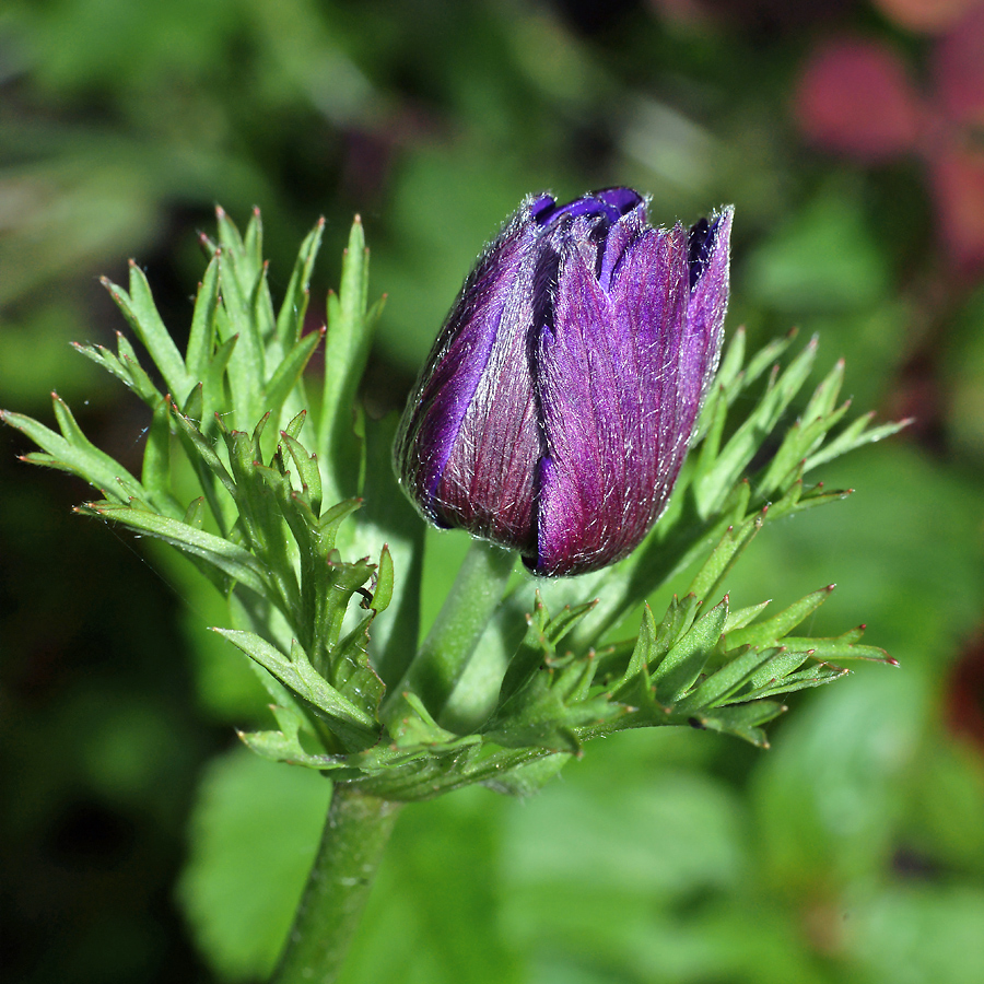 Изображение особи Anemone coronaria.