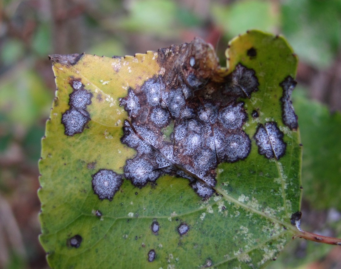 Image of Populus nigra specimen.