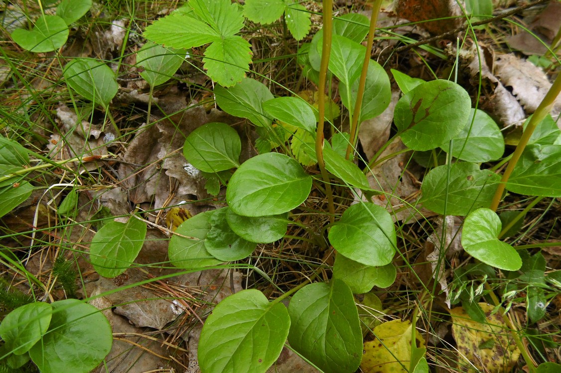 Image of Pyrola rotundifolia specimen.