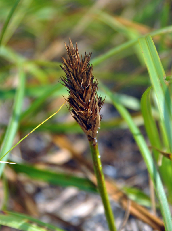 Изображение особи Carex kobomugi.