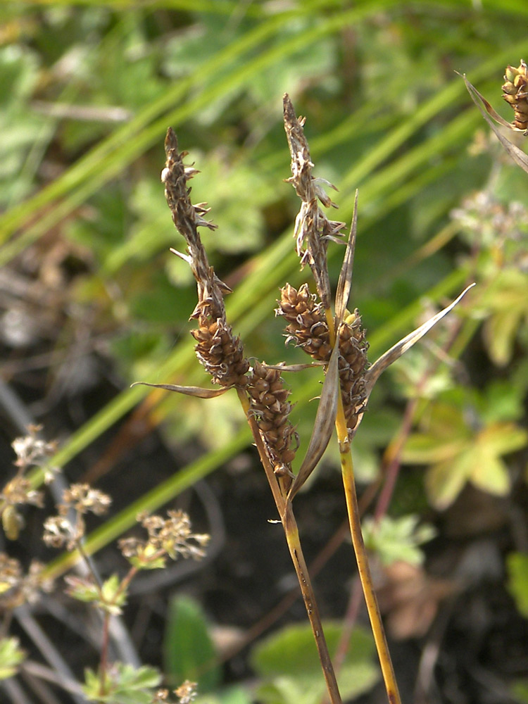 Изображение особи Carex caryophyllea.