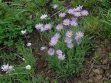 Aster alpinus. Цветущие растения. Иркутская обл., Шелеховский р-н, окр. пос. Большой Луг, на склоне сопки. 13.06.2014.