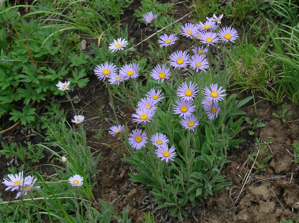 Image of Aster alpinus specimen.