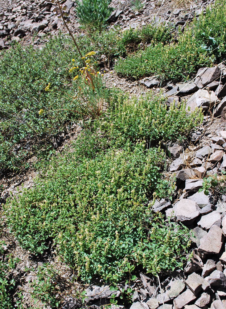 Изображение особи Scutellaria adenostegia.