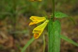 Melampyrum pratense