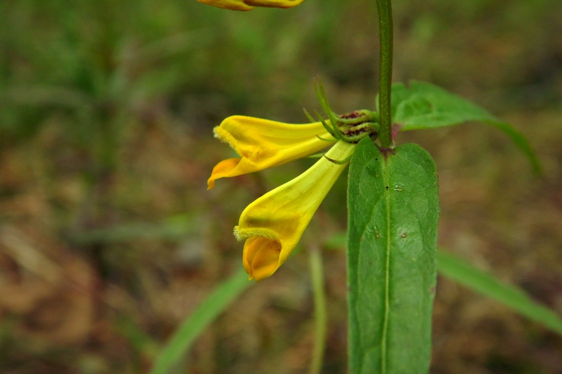 Image of Melampyrum pratense specimen.